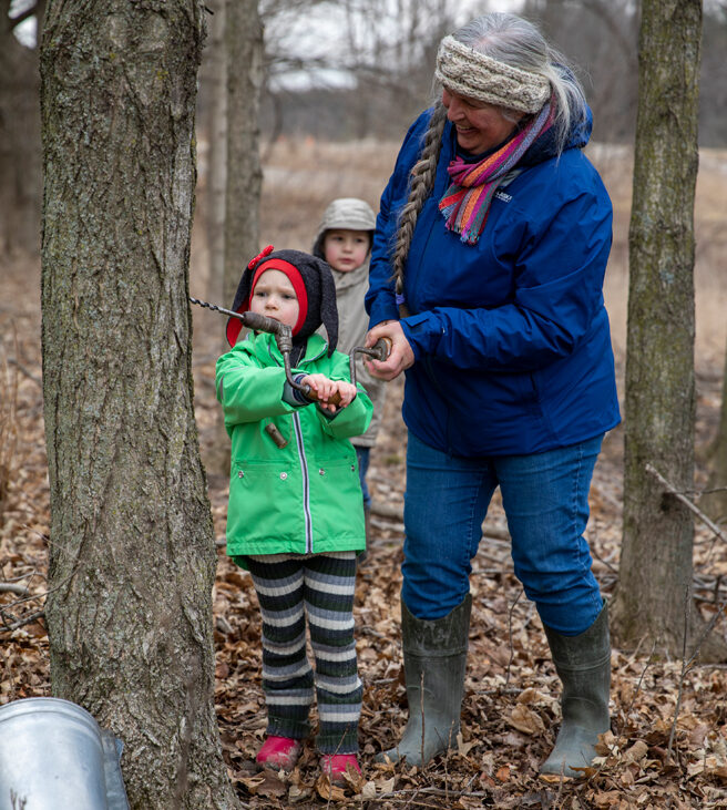 An older woman helping 2 kids tap a maple tree for syrup.