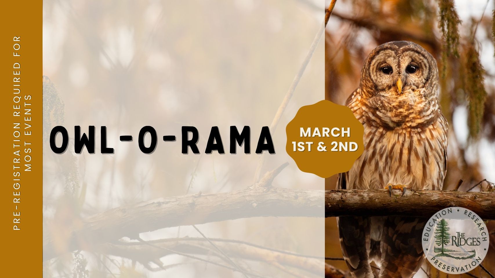 Promo for Owl-O-Rama with a photo of a large brown owl on a tree branch.
