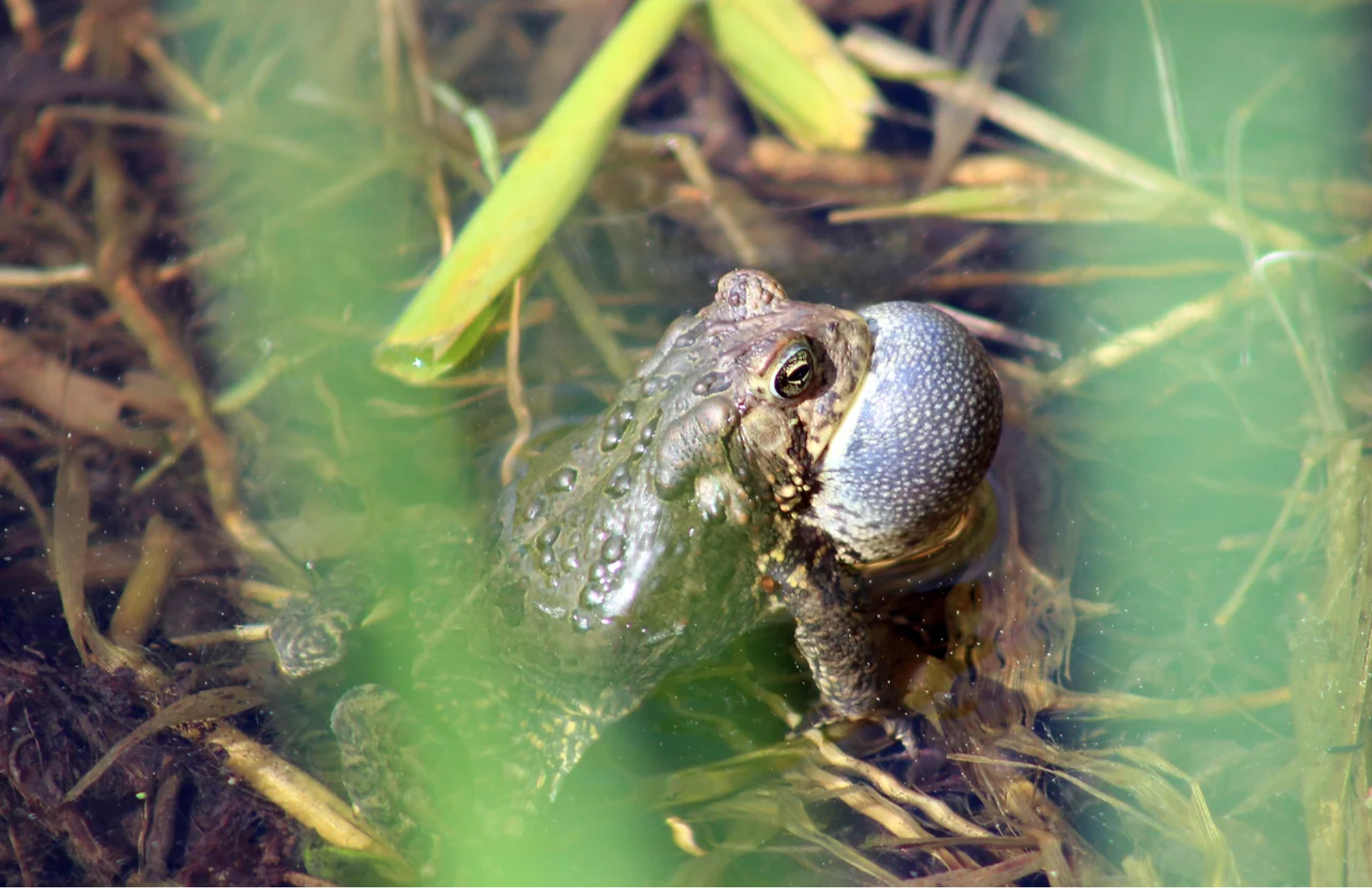 A close up shot shows a toad croaking while floating in a shallow pool of water. The view is slightly obscured by green vegetation.