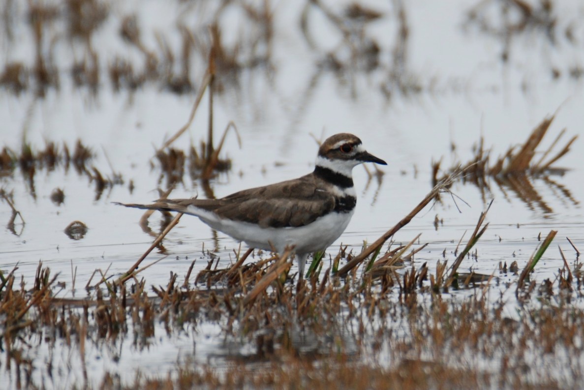 A brown and white bird standing in the shallow water of a marsh on a cloudy day.
