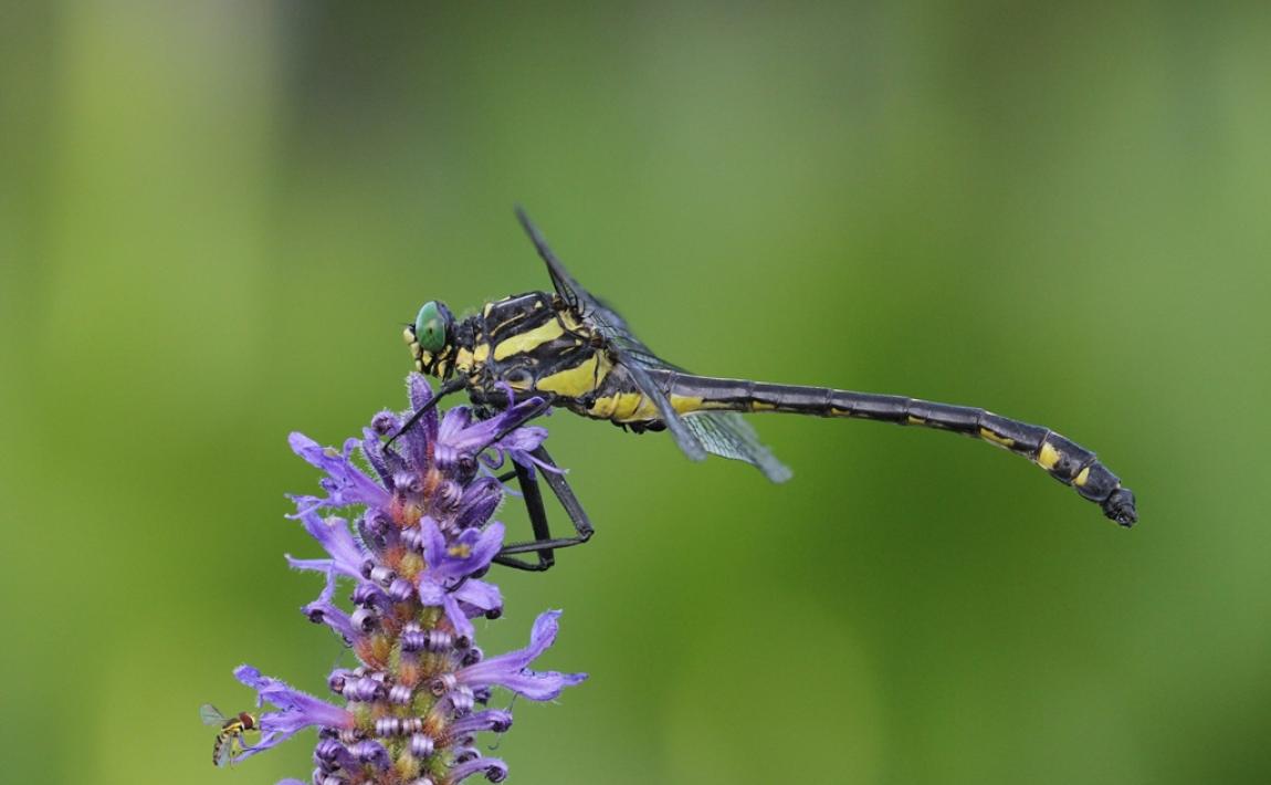 A yellow and black dragonfly rests atop a purple flower.