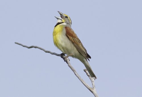 A brown and yellow bird sings while sitting on a branch.