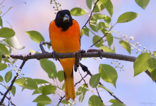 An orange and black bird sits on a tree branch with a blue sky background.