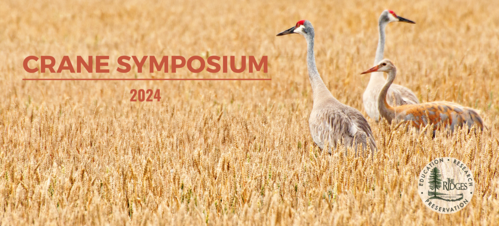 A photo of two mature cranes and their chick in a grain field.