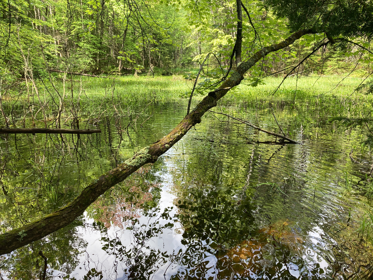 A lush, green, marshy pool of water. A moss covered tree reaches out over the water.