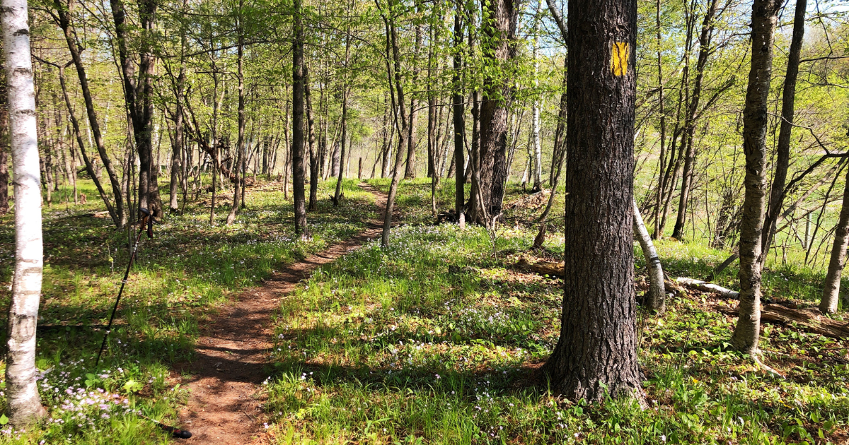 A dirt walking path winds through a wooded area.