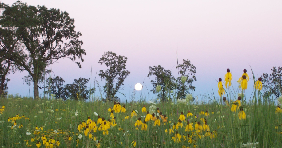 A landscape photo taken at dusk in a field of yellow coneflowers showing a full moon rising in the sky.