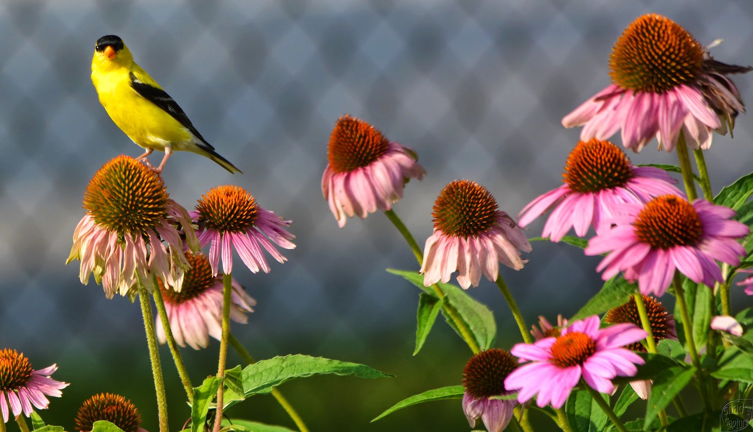 An American Goldfinch sits atop a purple coneflower.
