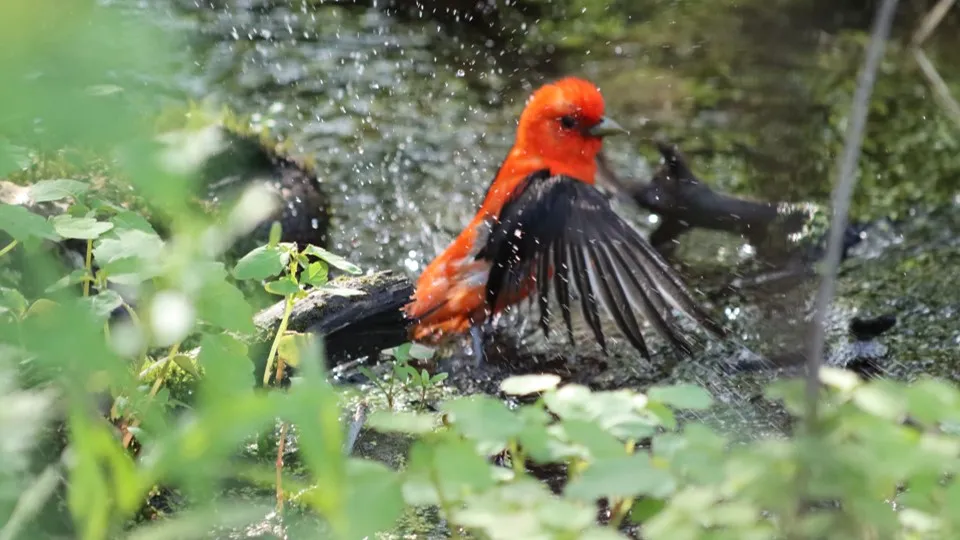 A scarlet tanager bathes in a river. The view is slightly obscured by green vegetation.