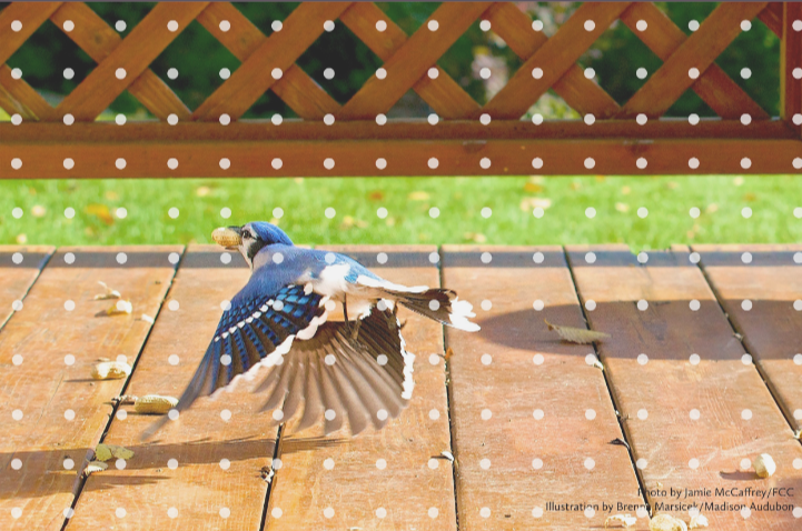 A bluejay flies away from the porch where it found a peanut snack. Gray dots overlay the photo in a grid pattern to simulate a bird-safe windowpane.