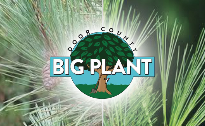 The words "Door county, Big Plant" overlay a cartoon graphic of a tree. A shovel is propped up on one side of the tree and there is a small red, white, and black bird resting on the other side. Behind the cartoon graphic is a low-res photo of a pine tree.