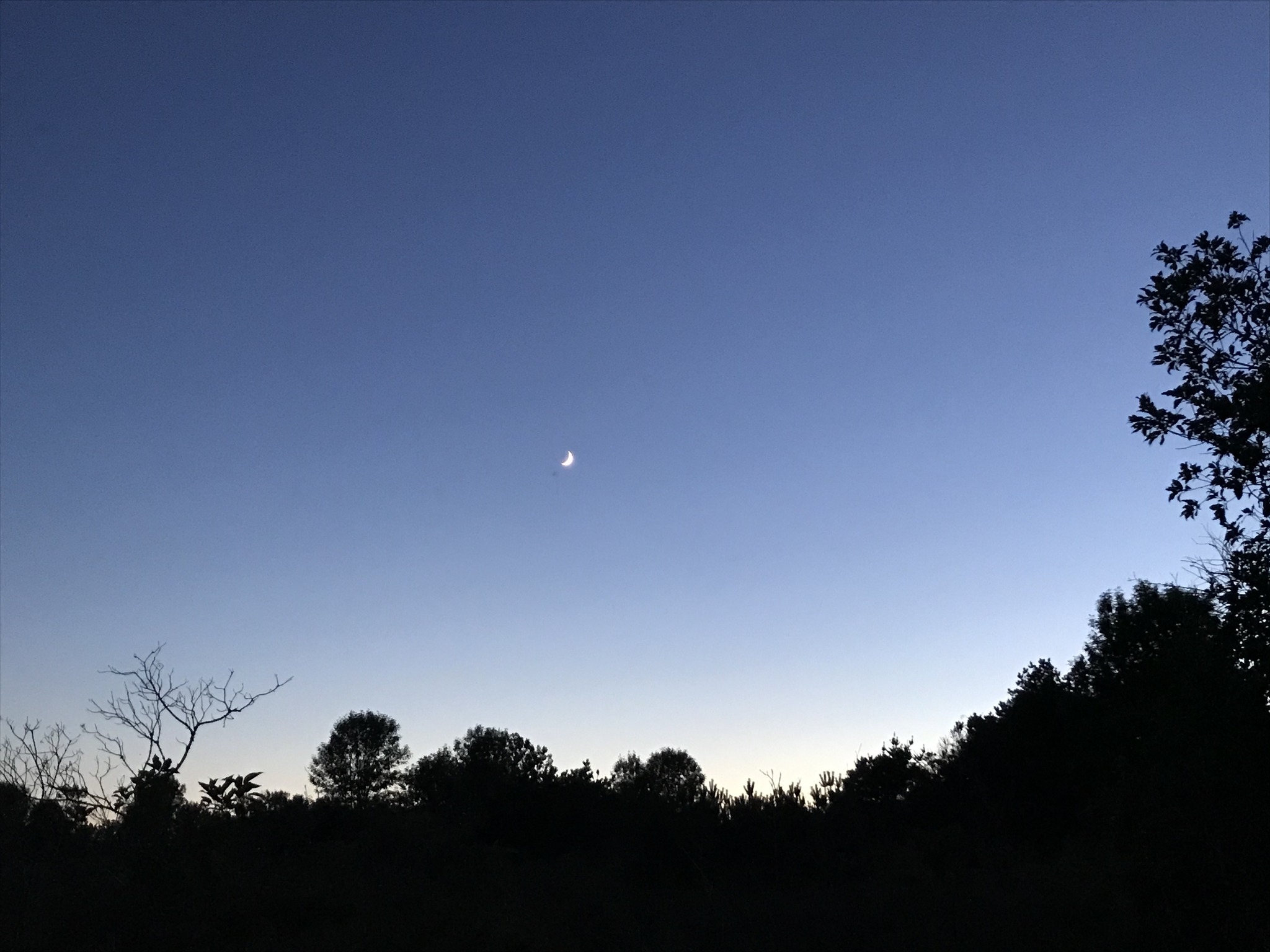 A crescent moon hanging in a blue sky at sundown with a silhouetted forest below.