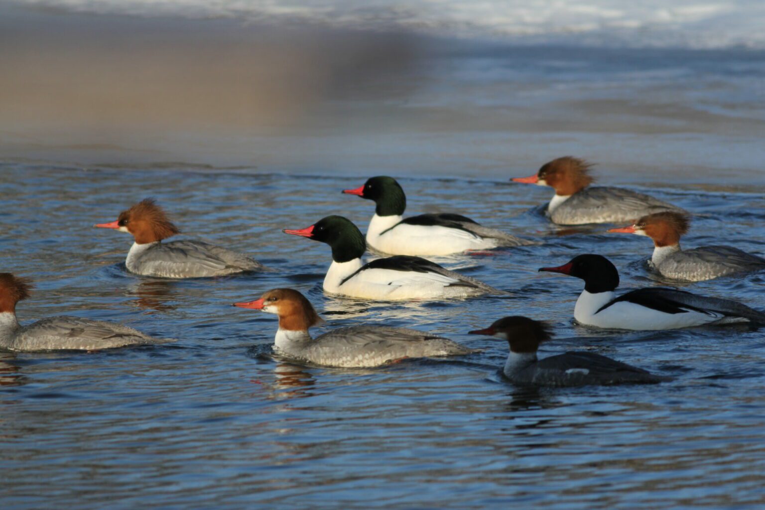 Waterfowl Viewing at Cherokee Marsh – Gathering Waters