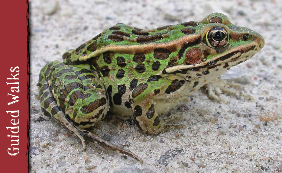 A green-skinned, black-spotted Northern Leopard frog sits on a rock.