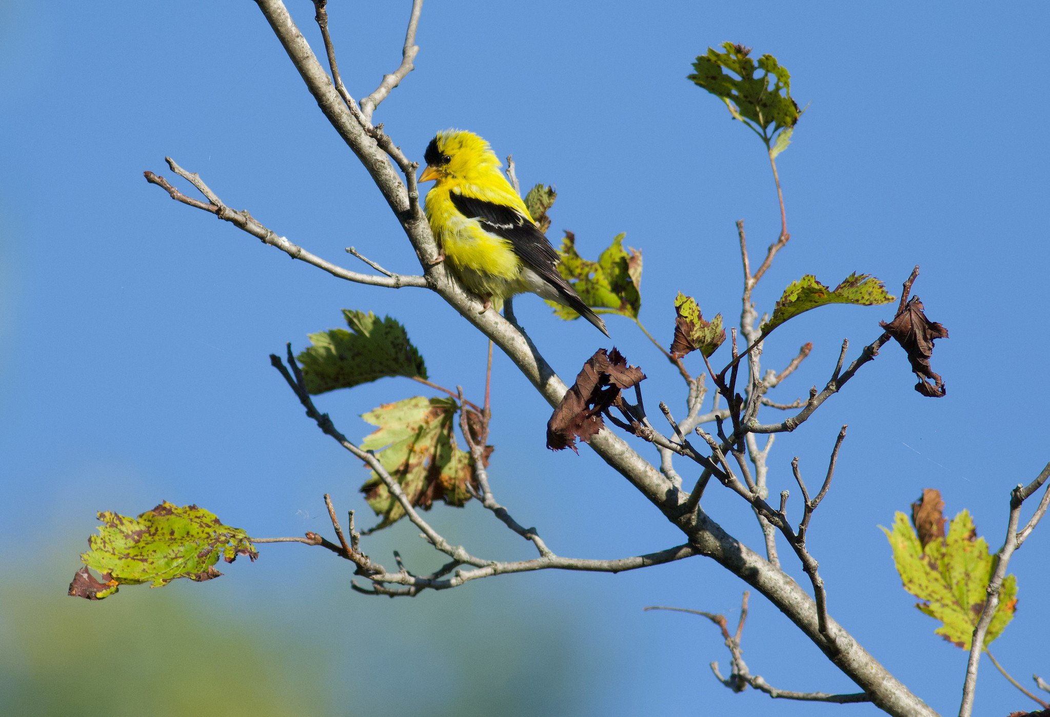 An American Goldfinch sits on a tree branch with sparse foliage.