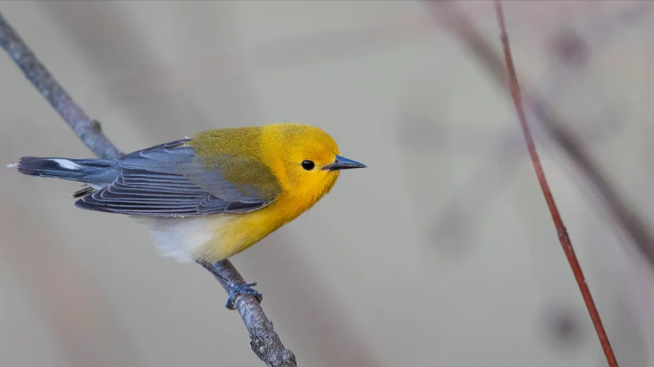 A gray, white, and yellow bird sits on a bare tree branch.