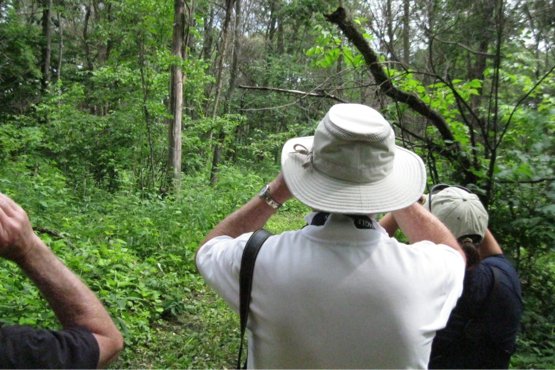 Three individuals look through binoculars in a green forest. They are facing away from the camera.