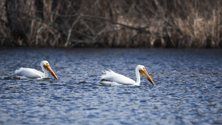 Two pelicans sit in a body of water.