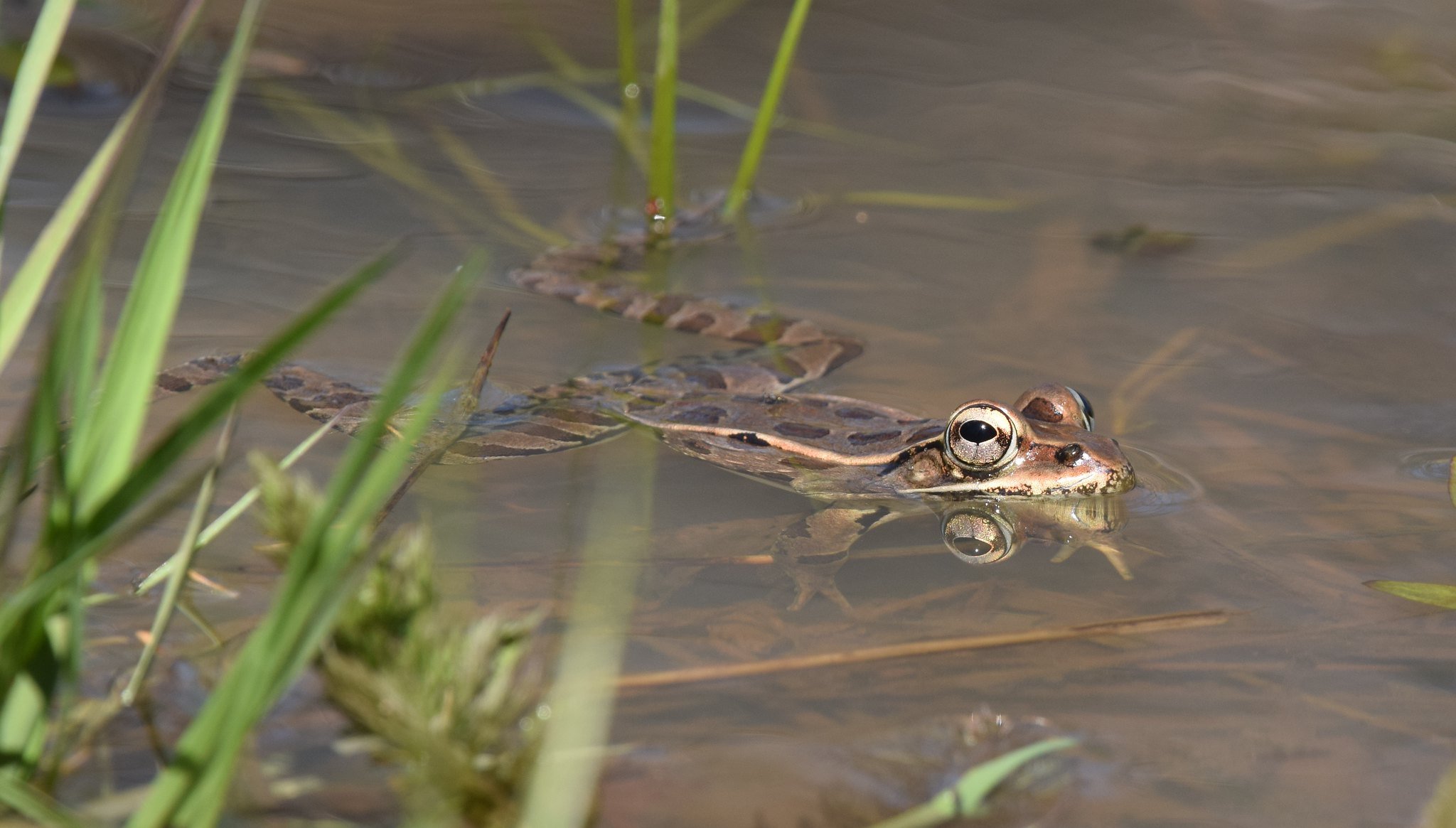 A Northern Leopard Frog swims in shallow waters.