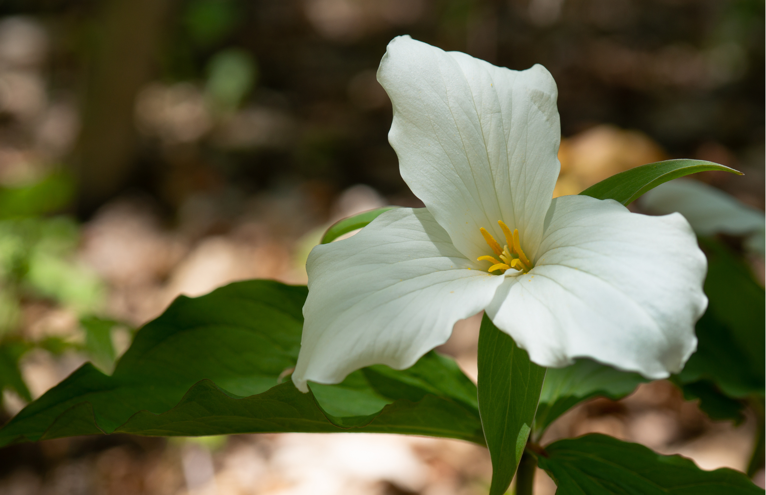 A close-up photograph of a white trillium flower.