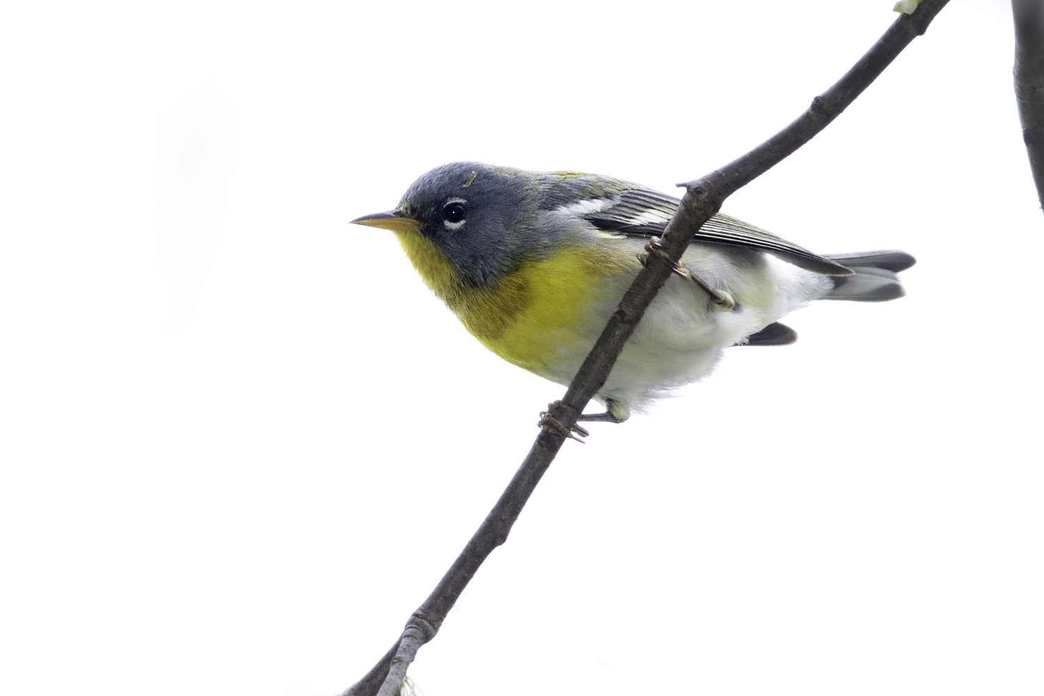 A yellow, blue, black, and white Northern Parula sits on a bare tree branch.