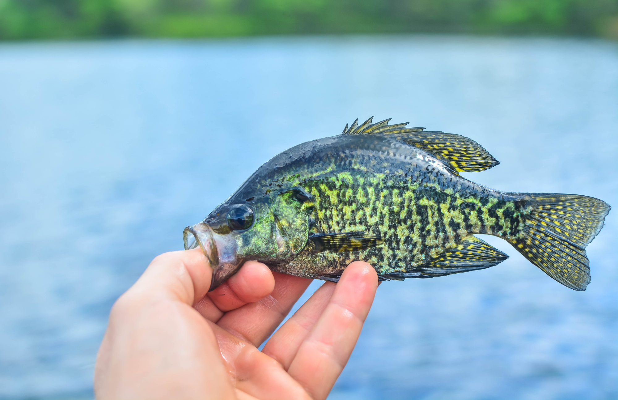 A person holds a crappie fish by the mouth.