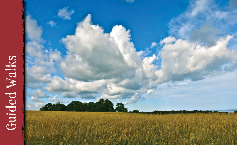An open grass field with a bright blue sky and cumulonimbus clouds above.