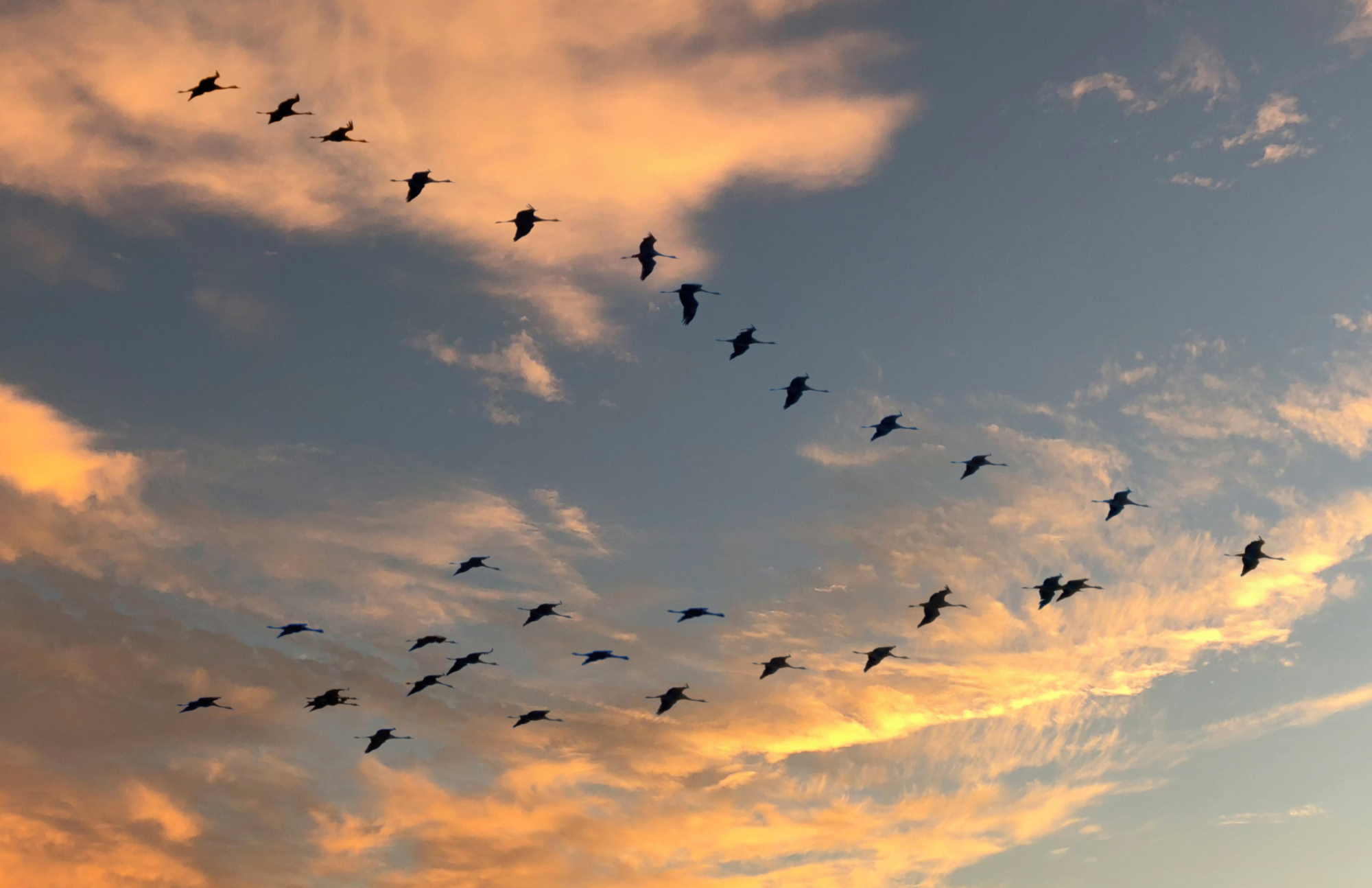 A flock of migratory birds fly in a V-formation at dusk.
