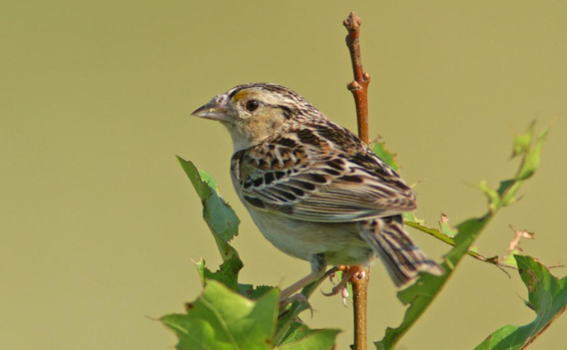 A Grasshopper Sparrow sits on a tree branch.