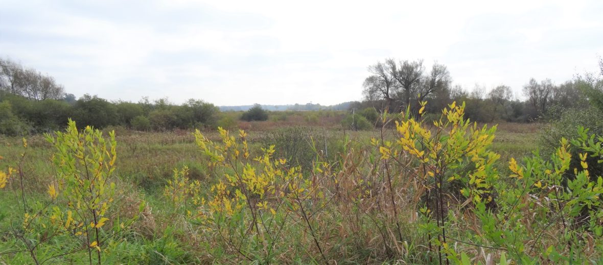 A field of various wild grasses and brush.