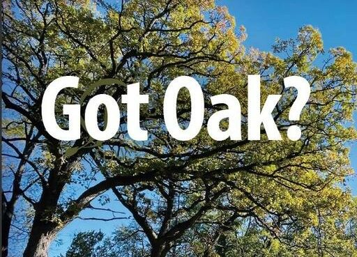 A photo of two oak trees with the words, "Got Oak?" overlaid.
