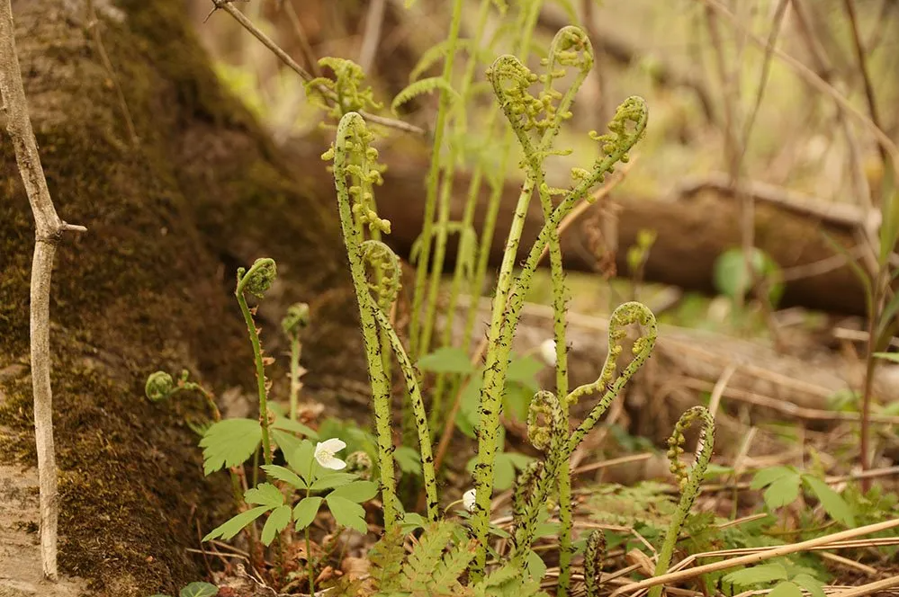 A cluster of fiddlehead fern sprouts begin to unfurl.