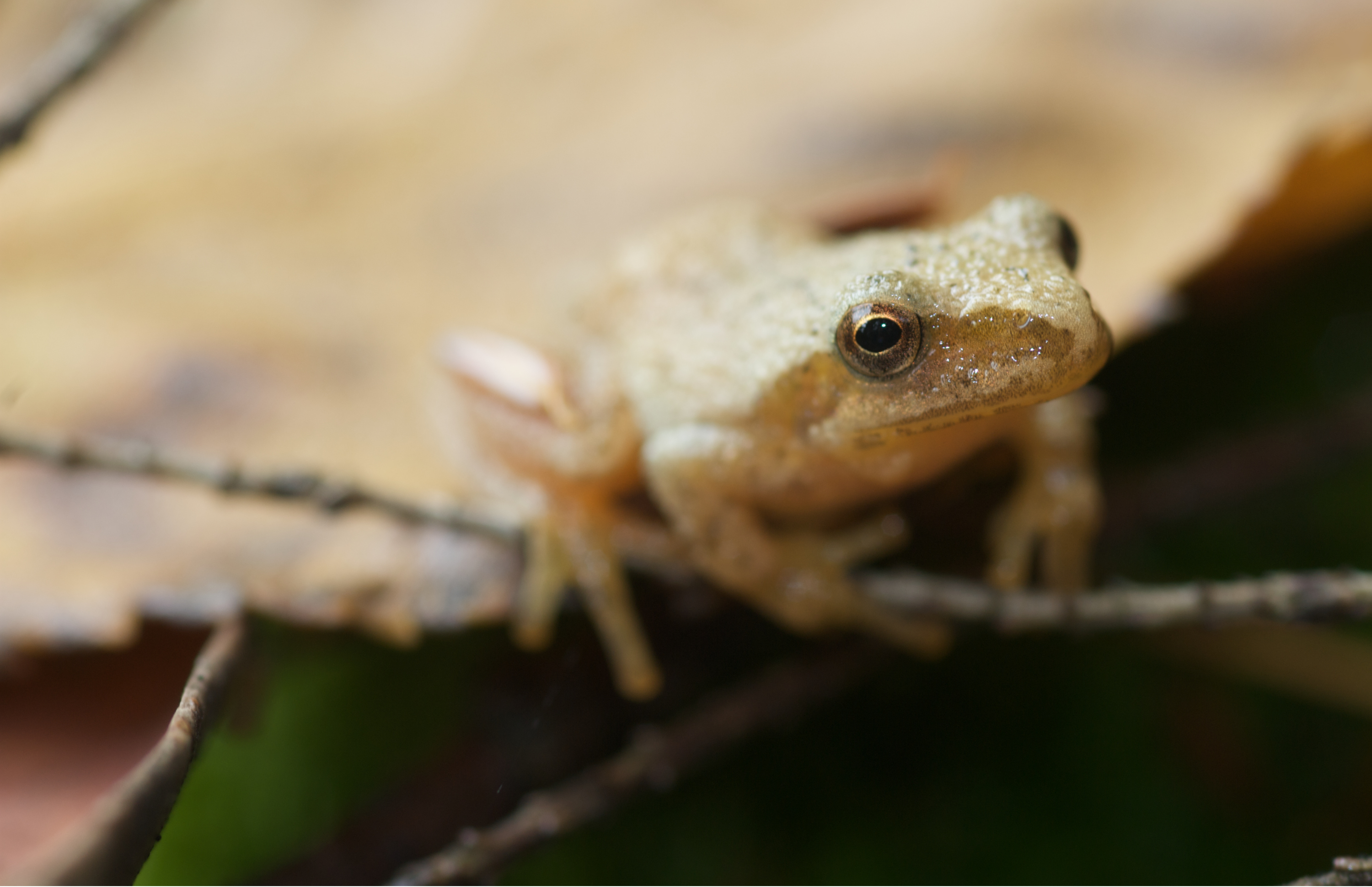 A closeup shot of a Spring Peeper frog resting on a leaf and twig.