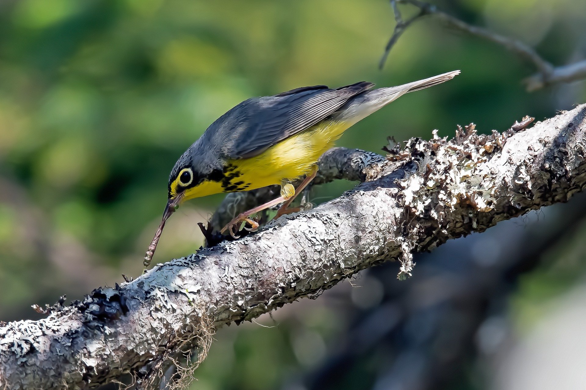 A Canada warbler extracts it's worm meal from a tree branch.