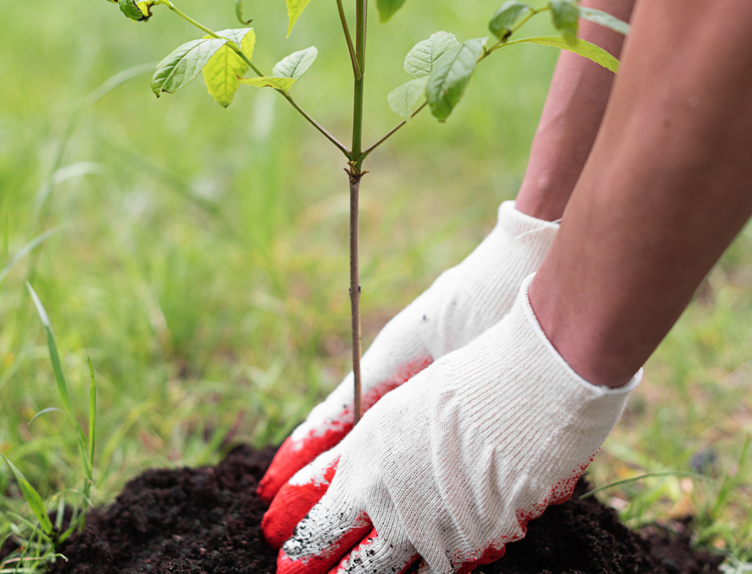A person wearing red and white gardening gloves plants a tree sapling in a fresh mound of dirt.