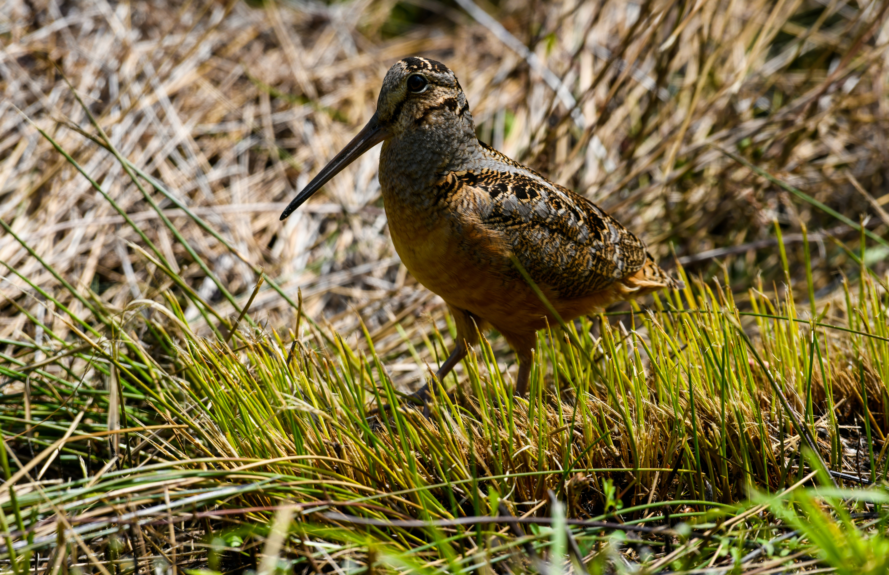 A bird, known as the Woodcock, stands in a fresh patch of grass.