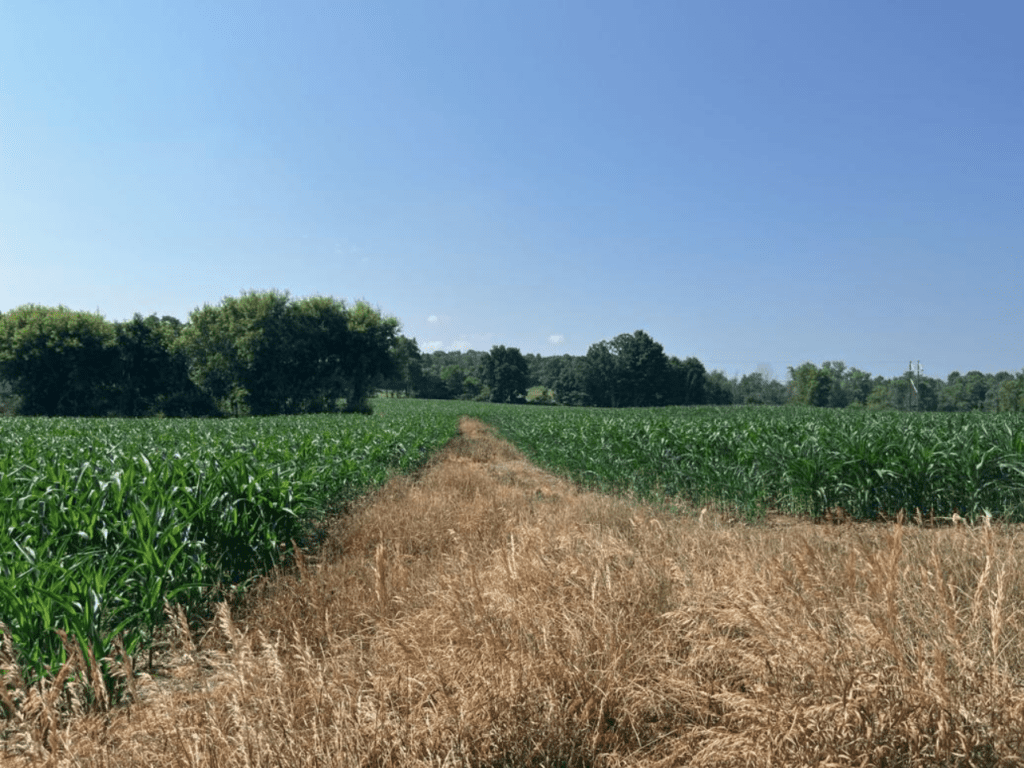 A corn field with trees in the background.