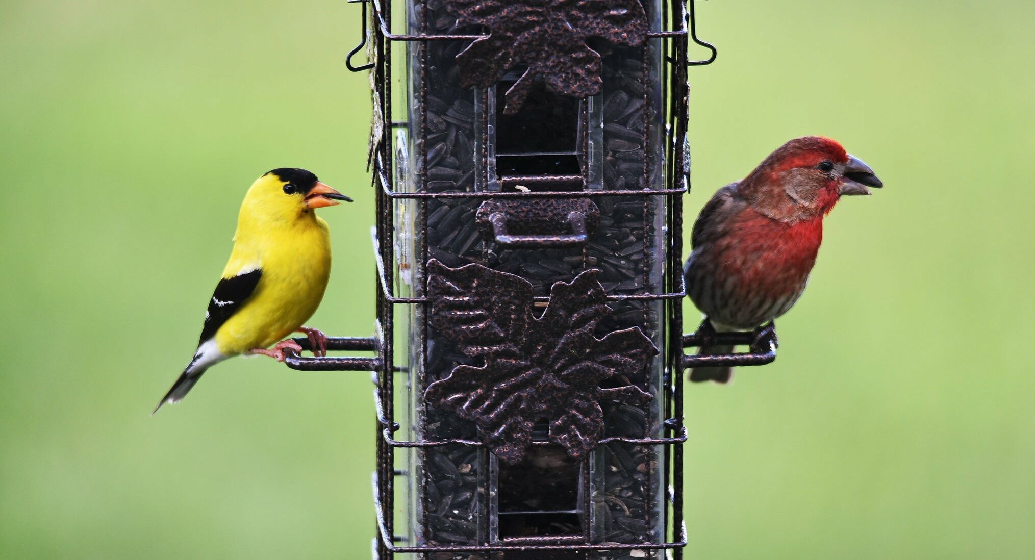 Two birds are perched on a black, metal bird feeder. One bird is yellow, black, and white. The other bird is red and gray.