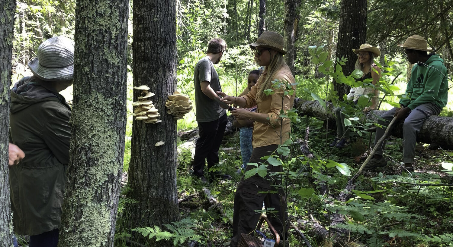 An instructor holds a blade, preparing to remove oyster mushrooms from a tree. Students watch.