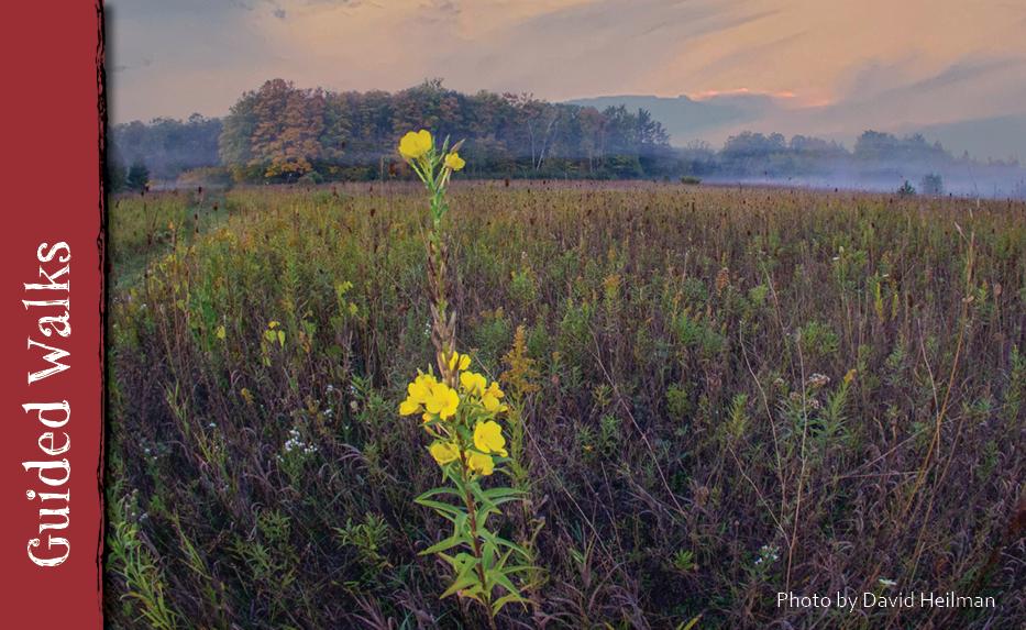 A photo of wildflowers and wild grasses in a prairie at dusk.