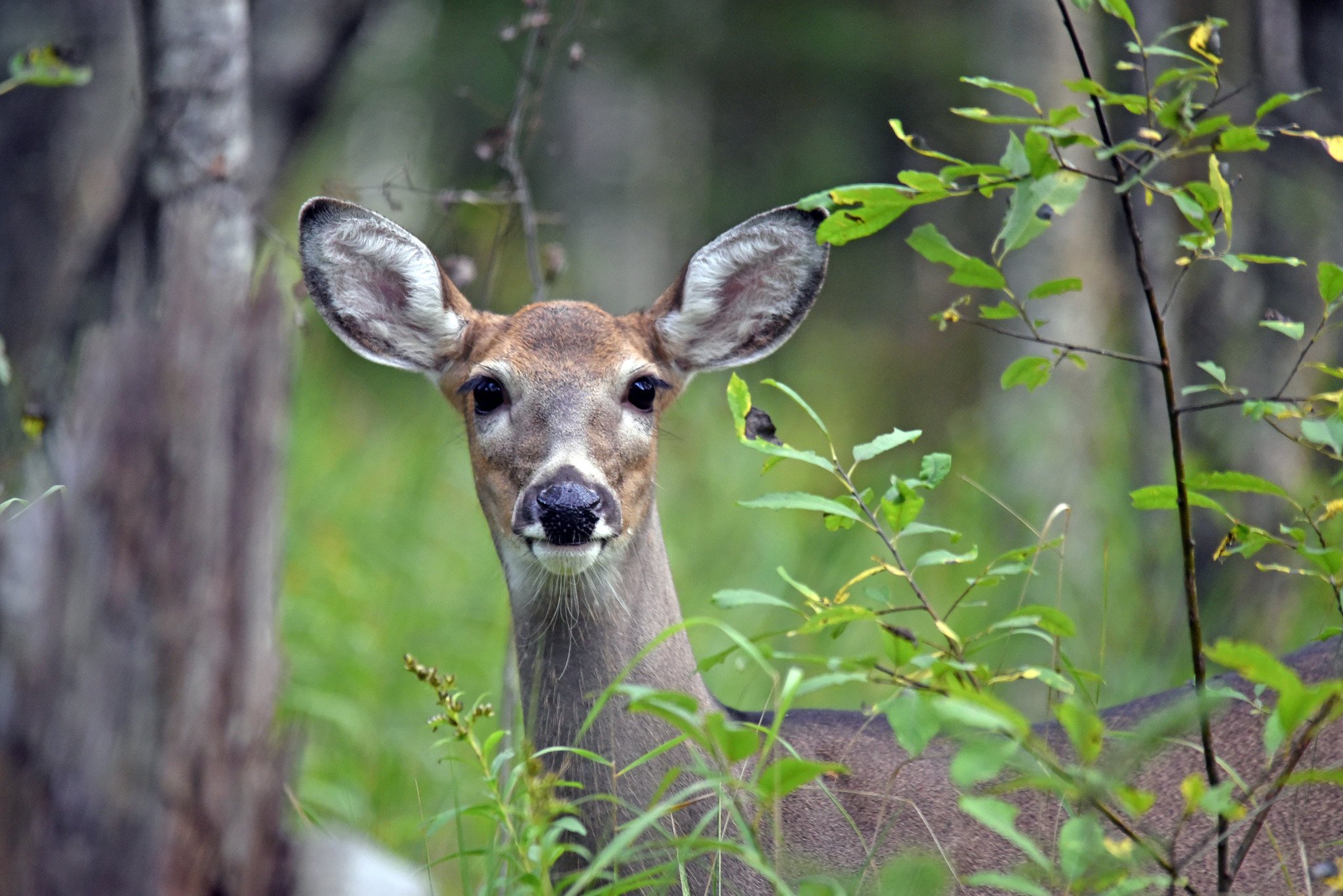 A female white-tail deer looks directly at the photographer.