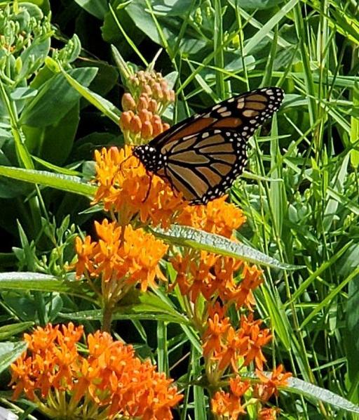 A monarch butterfly nectars on butterflyweed.