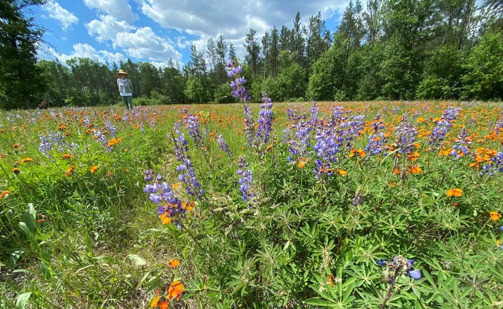 A photo shows a prairie of wildflowers with a woman wearing a sun hat standing in the background.