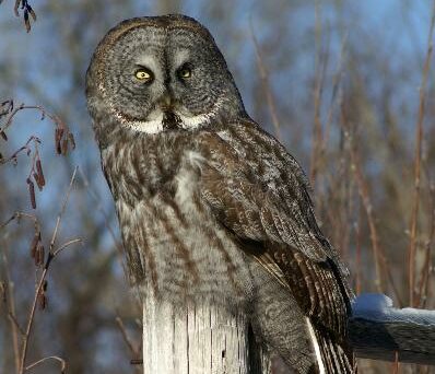 A dark brown owl on a wood post.