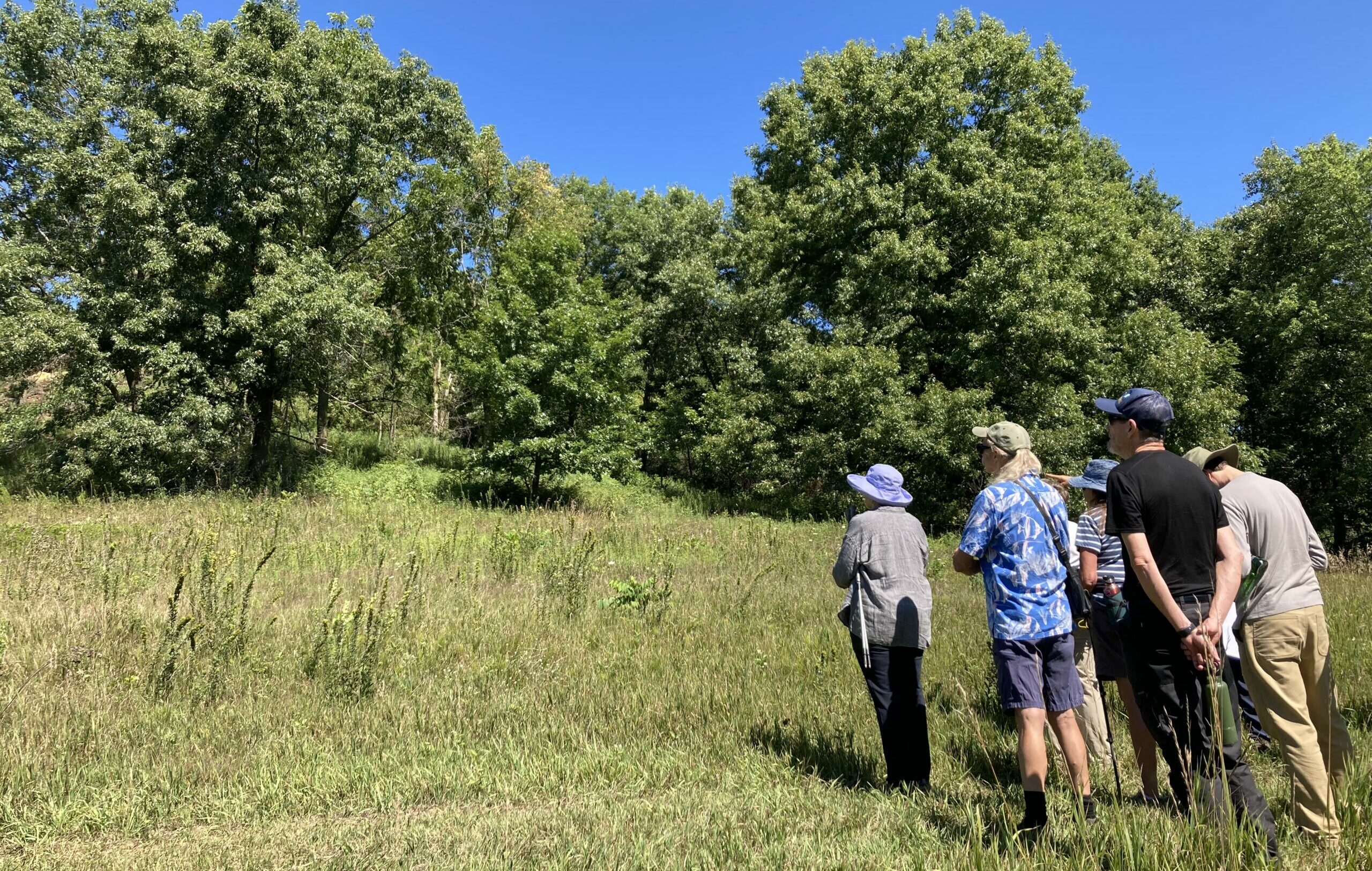 People standing in a savanna looking at trees