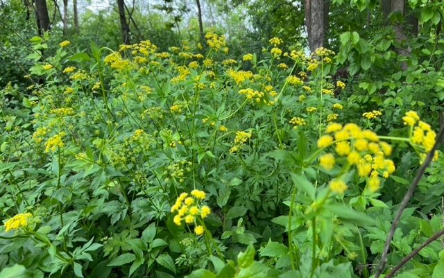 A close-up on a bunch of yellow flowers in a wooded area