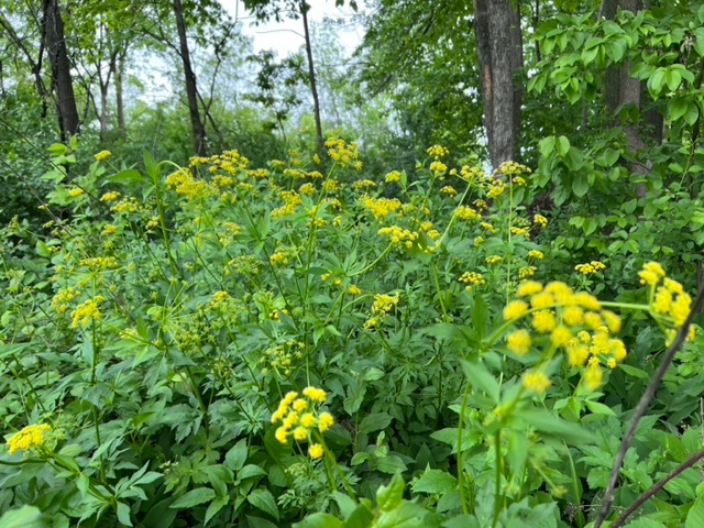 A close-up on a bunch of yellow flowers in a wooded area