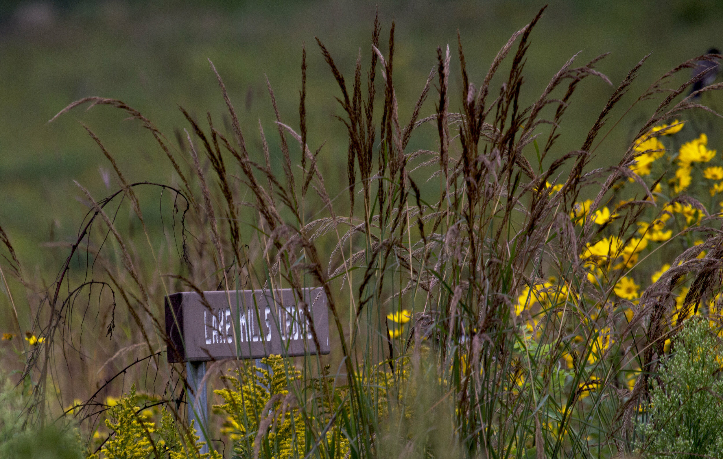 Lake Mills Ledge sign surrounded by vegetation