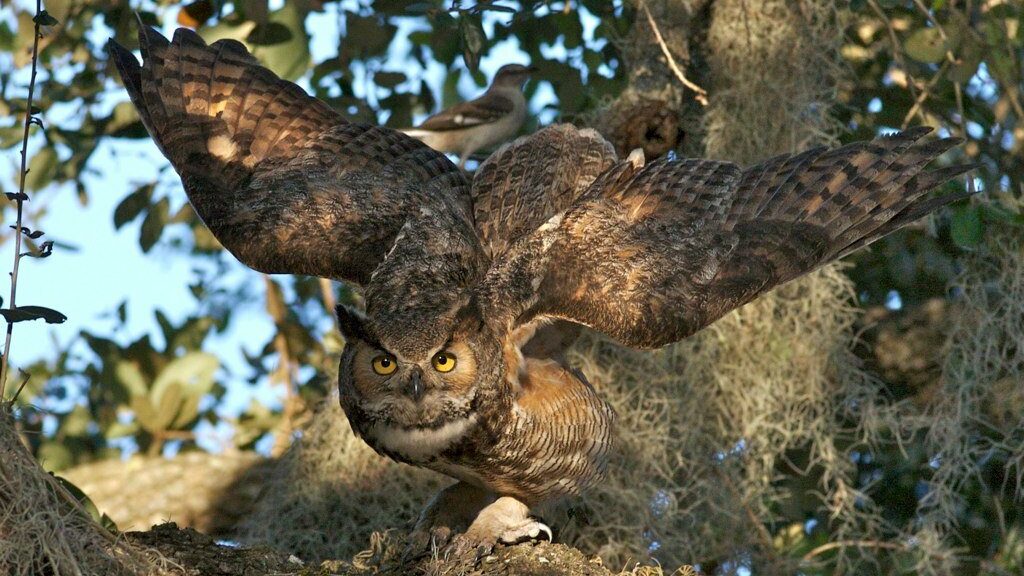 A great horned owl spreads it's wings while perched on a tree with Spanish moss.