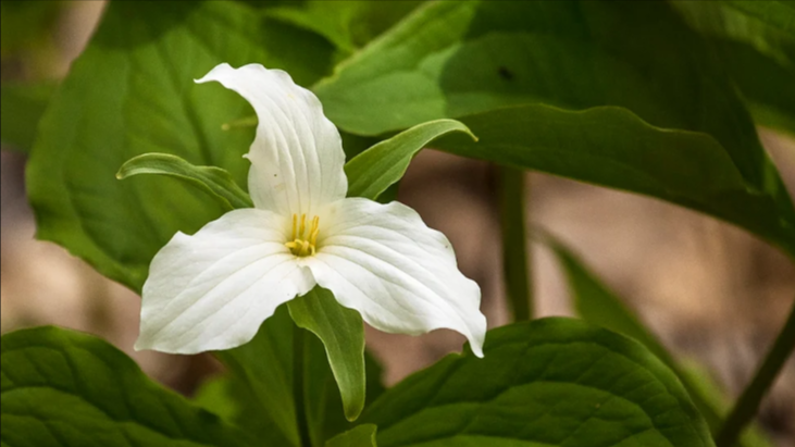 A close up photo of a white trillium flower.